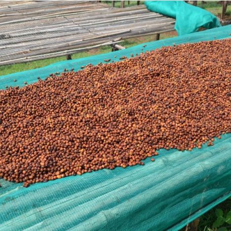 Guji Kercha
