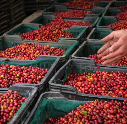 COFFEE FARMING IN YEMEN TODAY