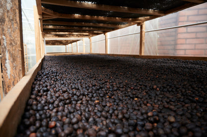 Rio Bamisa Geisha